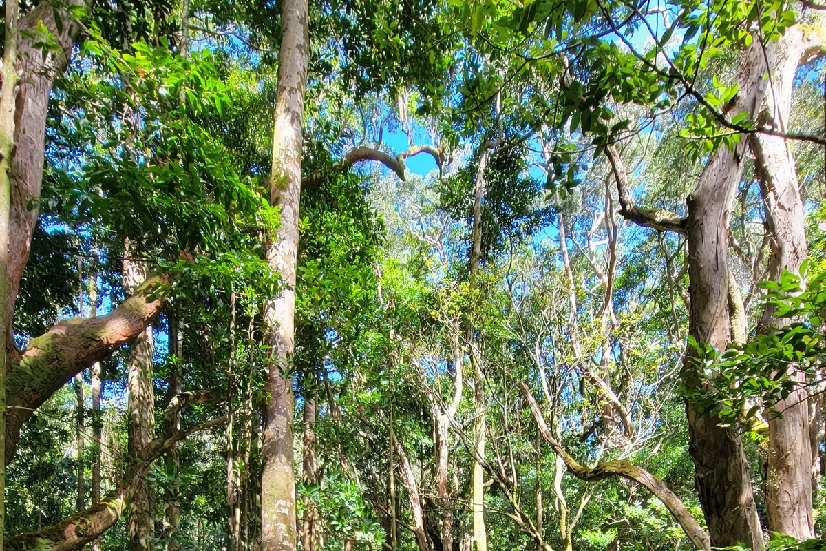 Rare endemic Hawaiian plant species in a native forest preserve on Oahu's Ko'olau volcanic mountains
