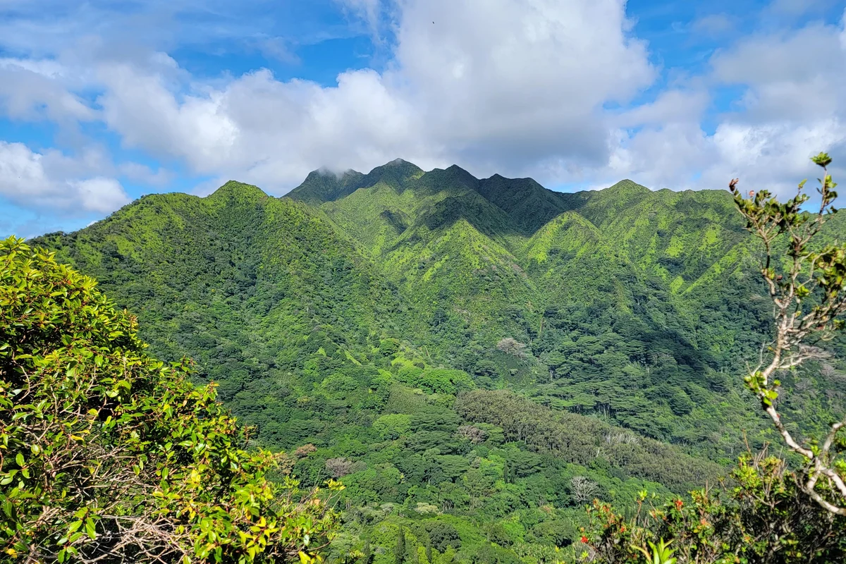 Hikers walking through dense native Hawaiian rainforest on the volcanic Ko'olau mountain slopes above Honolulu, Oahu